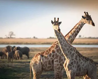 AmaWaterways River Cruise - Cape Town to Johannesburg